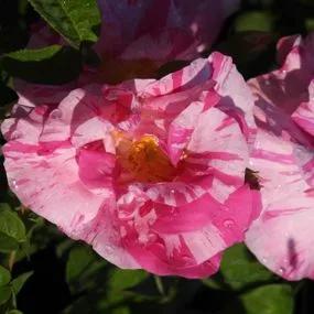 Rosa Mundi Gallica Rose (Rosa gallica Versicolor) 3